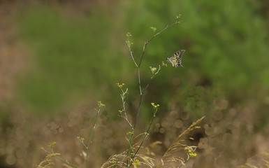 swallowtail butterfly ; Papilio machaon