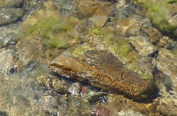 Sea pebbles and algae by the sea.