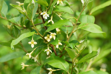 Obraz premium Small yellow flowers on a bush.