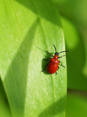Red beetle on a green plant.