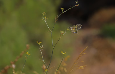 swallowtail butterfly ; Papilio machaon