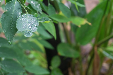Close up of a water drops on leaves
