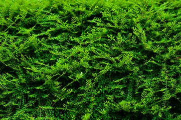 The modern wall interior background of a home garden filled a lot of tropical plants, The concept of nature lover room.