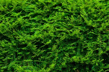 The modern wall interior background of a home garden filled a lot of tropical plants, The concept of nature lover room.