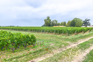 Fototapeta na wymiar road along the rows of vineyards landscape