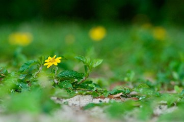 Closeup nature view of green leaf on blurred greenery background in garden with copy space using as summer background natural green tropical plants landscape, ecology, fresh wallpaper concept.