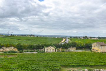 many rows of vineyards panoramic view