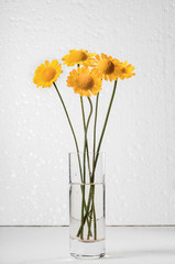 five yellow flowers in a vase with water on a white background