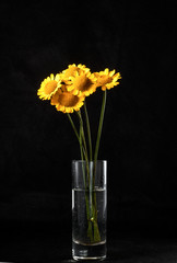 Five yellow flowers in a glass with water on a dark background.