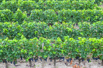 Fototapeta na wymiar many rows vineyard grape view landscape