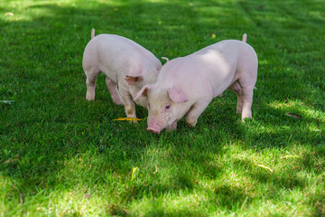 two pigs in grass