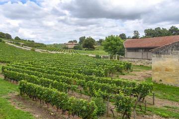Fototapeta na wymiar many rows of vineyards panoramic view