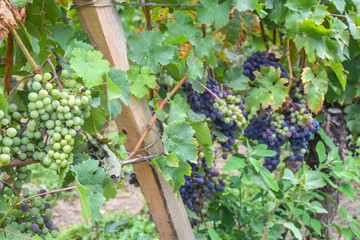 large bunch of white grapes hanging on a vine