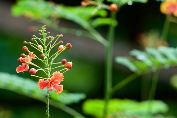 A branch with small flowers blooming in the home spring garden. A branch with flowers close-up on a green blurred background.