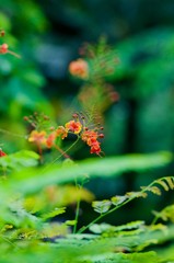 A branch with small flowers blooming in the home spring garden. A branch with flowers close-up on a green blurred background.