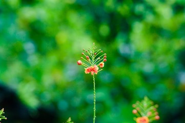 A branch with small flowers blooming in the home spring garden. A branch with flowers close-up on a green blurred background.
