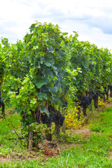 many rows of vineyard with dark large grapes view landscape background