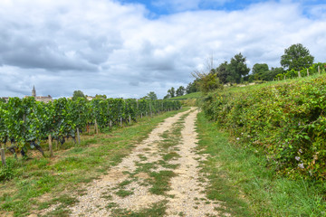 Fototapeta na wymiar road along the rows of vineyards landscape