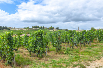 Fototapeta na wymiar many rows vineyard grape view landscape