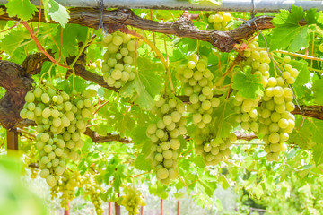 large bunch of white grapes hanging on a vine