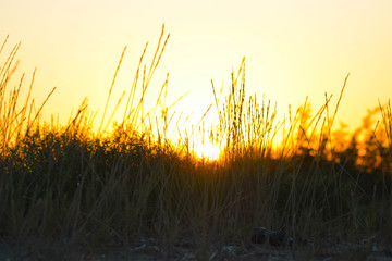 Fototapeta premium Black and orange background, sunset