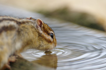 のどか湧いた～