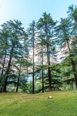 Pine tree forest in himalayas