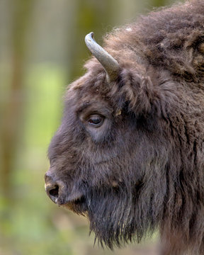 Sideview portrait of Wisent bull