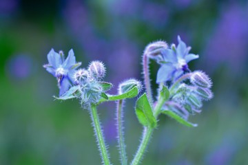 Blue  borage bud flowers    (  Borago officinalis  )