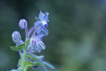 Borage flowers  and bud  (  Borago officinalis  )