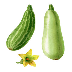 Watercolor striped and green squashes and yellow flower isolated on white background. Watercolor handdrawn clipart. Hand made illustration.