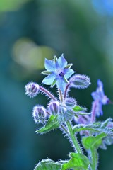 A  borage flowers    (  Borago officinalis  )  in the sunlight