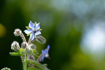 Borage flowers  and buds  (  Borago officinalis  )   with many green nature