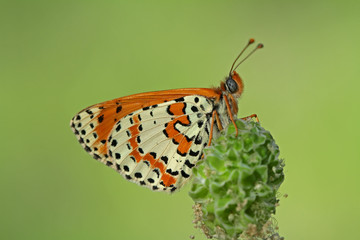 spotted iparhan butterfly ; Melitaea didyma
