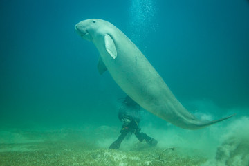 Dugong in the Red Sea at Marsa Alam, in Egypt rising to the surface