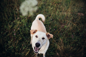 Portrait of golden labrador running forward in camera direction on a field in the summer park, looking at camera. Green grass background