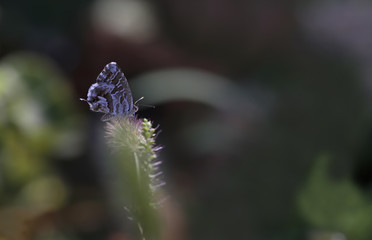 Geranium zebra butterfly ; Cacyreus marshalli