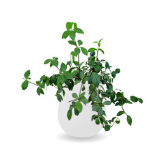 Peperomia glabella a potted plant isolated over white