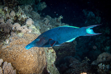 Indian bird wrasse in the Red Sea, Egypt 