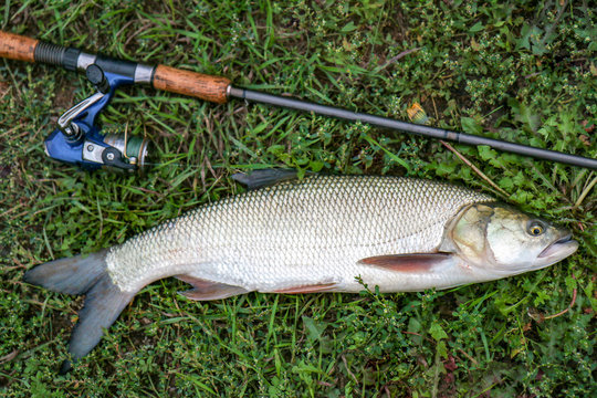 fishing catch &ndash; big Aspius over grass