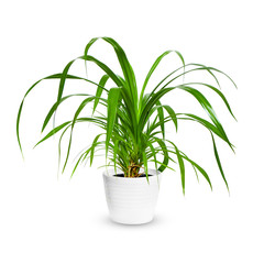 Beautiful tropical plant Pandanus tree, Palm Pandan a potted plant isolated over white