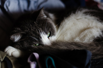 cat sleeping inside the wardrobe