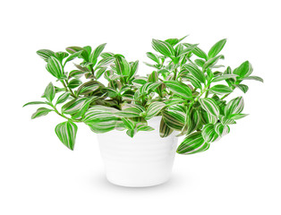 Tradescantia (Zebrina pendula, inchplant or wandering jew) a potted plant isolated over white