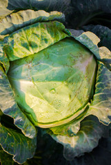 Close-up crop cabbage growing in the garden top view. - 287538630