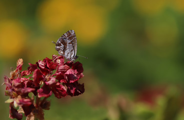 Geranium zebra butterfly ; Cacyreus marshalli