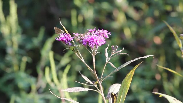 purple flower
