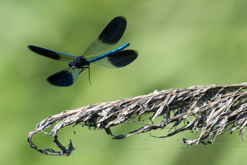 Beautiful demoiselle - male