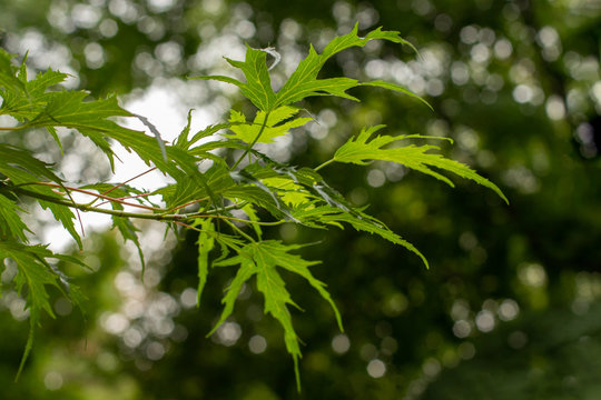 Young silver maple foliage natural background, Acer saccharum. Deciduous deciduous tree branch
