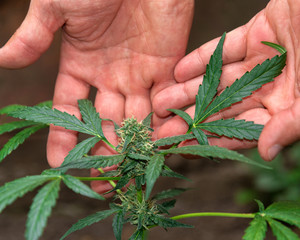 bush of marijuana with an inflorescence or a bud in the hands of a person