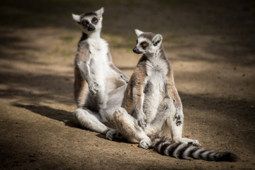 maki catta © ALF photo